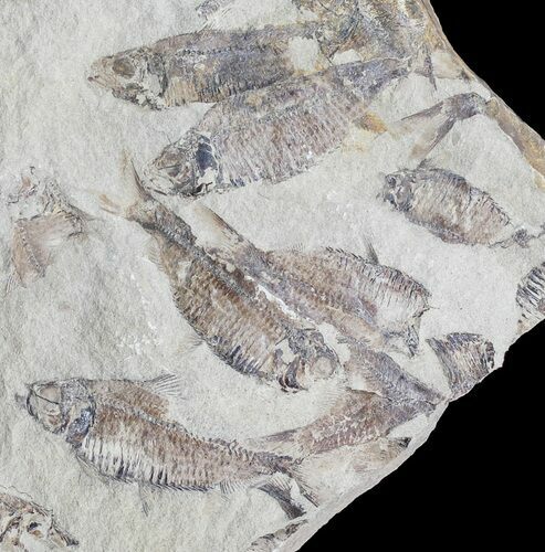 Fossil Fish (Gosiutichthys) Mortality Plate - Lake Gosiute #54975